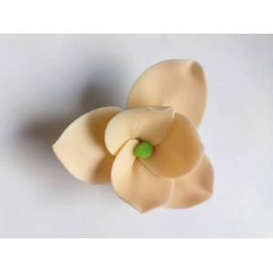 Cukrová magnolie broskvová (9 ks)