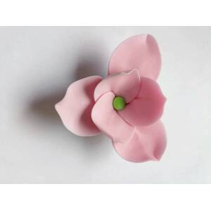 Cukrová magnolie růžová (9 ks)